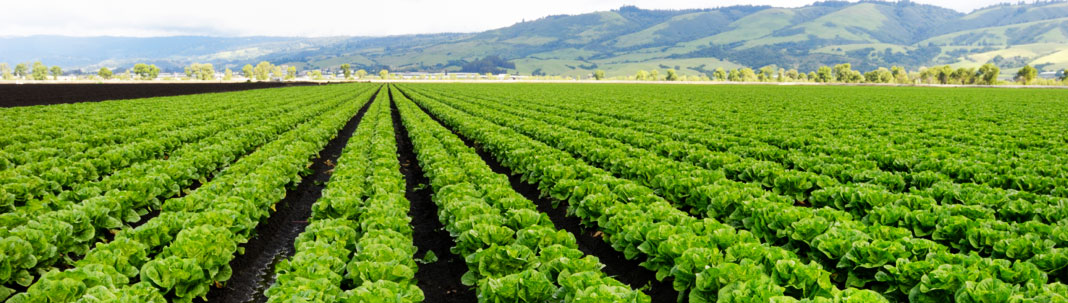 vegetables